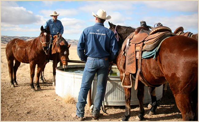 Troy ford vet clovis #3